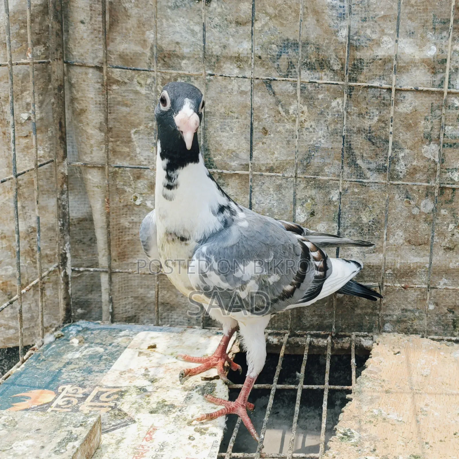 German Pied Beauty Homer Female Baby