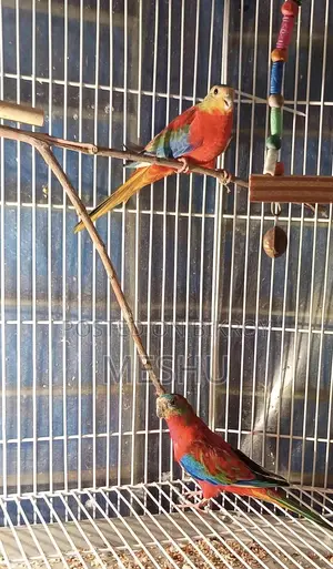 টারকয়েজ প্যারট।