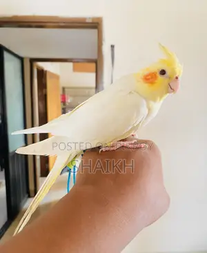 লুটিনো অ্যাডাল্ট টেম ফিমেল