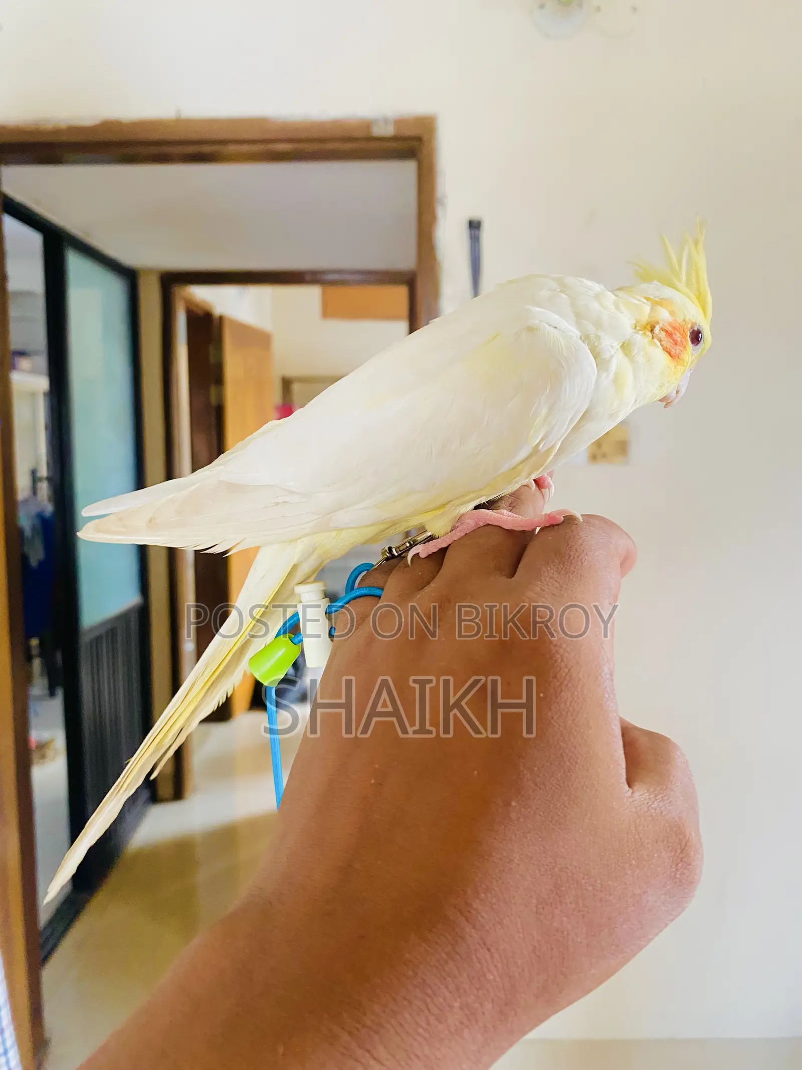 লুটিনো অ্যাডাল্ট টেম ফিমেল
