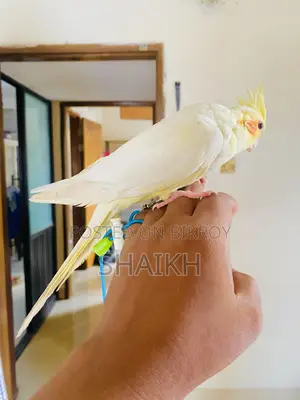 লুটিনো অ্যাডাল্ট টেম ফিমেল