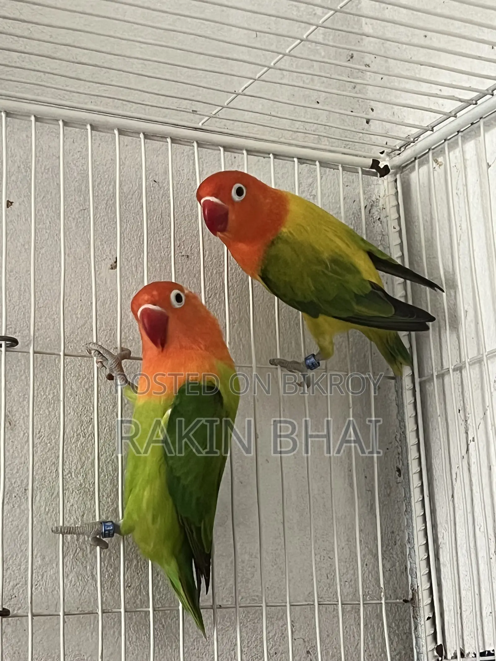 Lovebird Pakhi