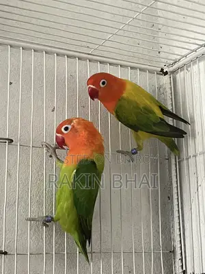 Lovebird Pakhi