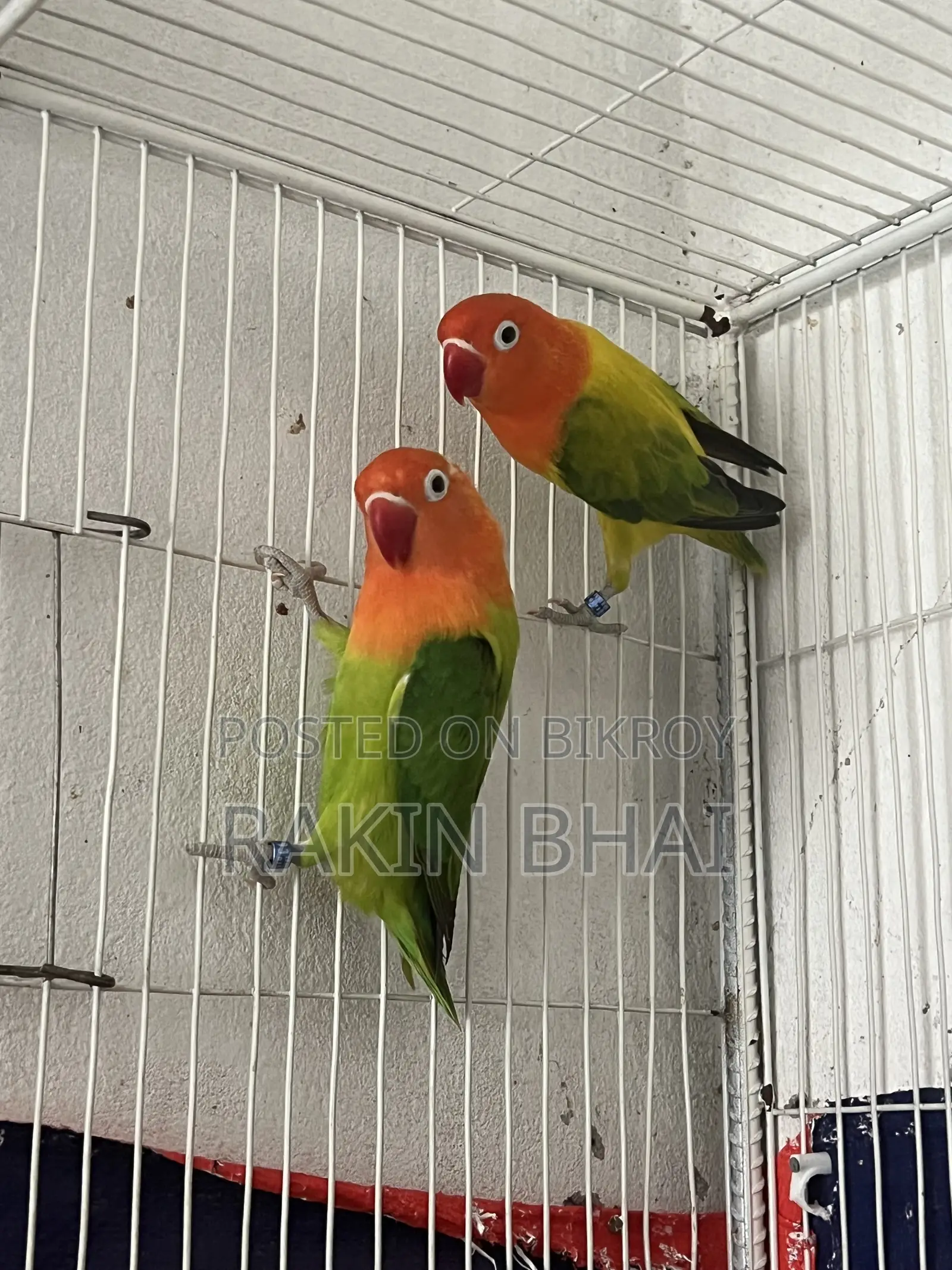 Lovebird Pakhi