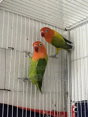 Lovebird Pakhi