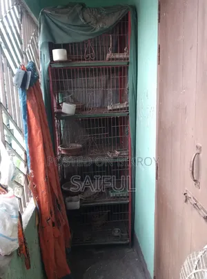 পাখির ৫ তলা বানানো খাঁচা
