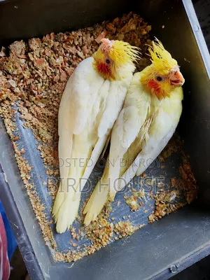 লুটিনো ককাটেল বেবী
