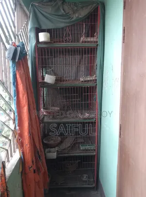 পাখির ৫ তলা বানানো খাঁচা