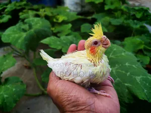 লুটিনো ককাটেল বেবী