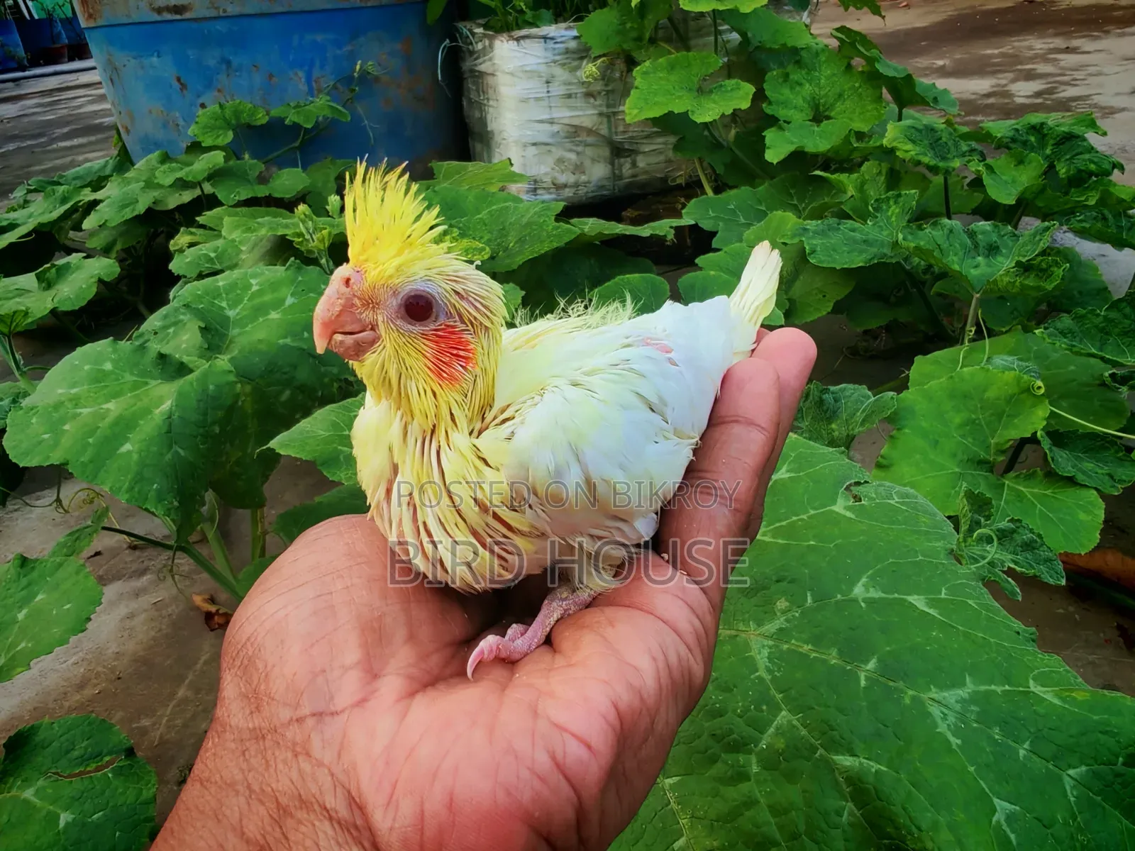 লুটিনো ককাটেল বেবী