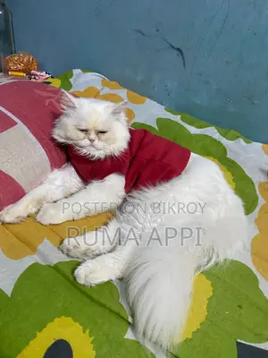 1+ year Female Purebred Persian