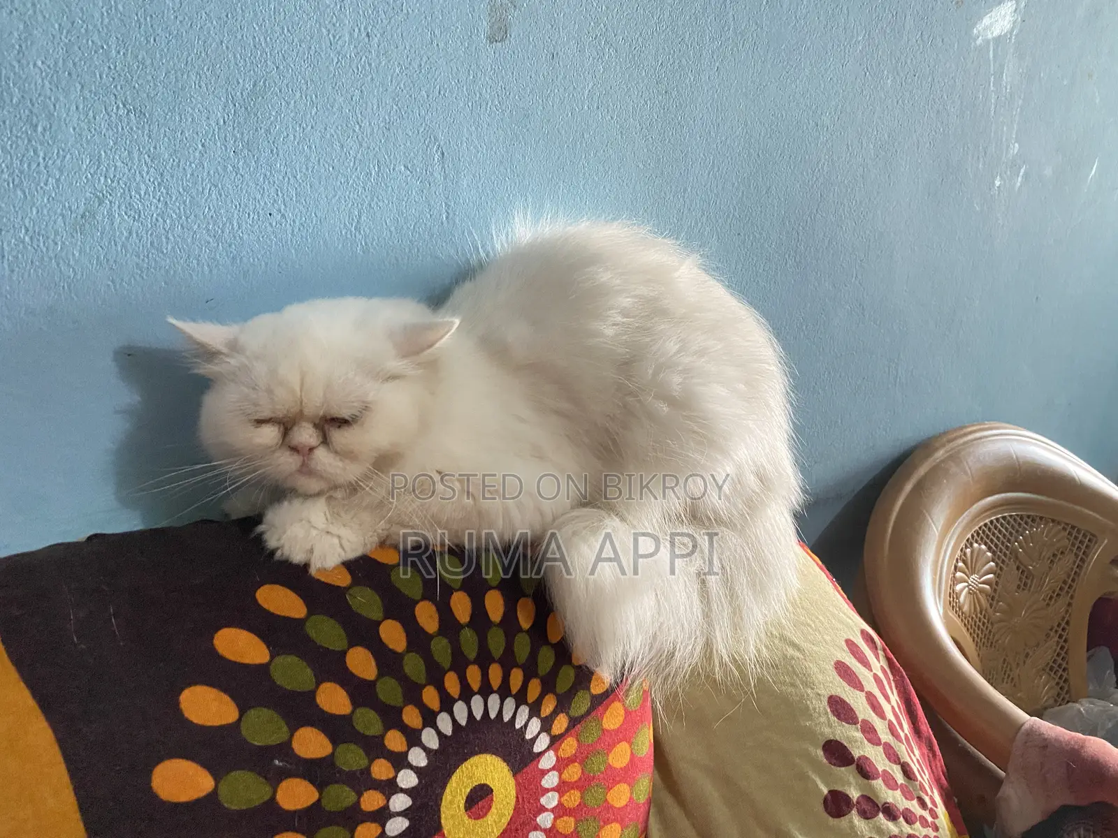 1+ year Female Purebred Persian