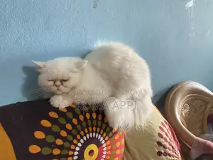1+ year Female Purebred Persian