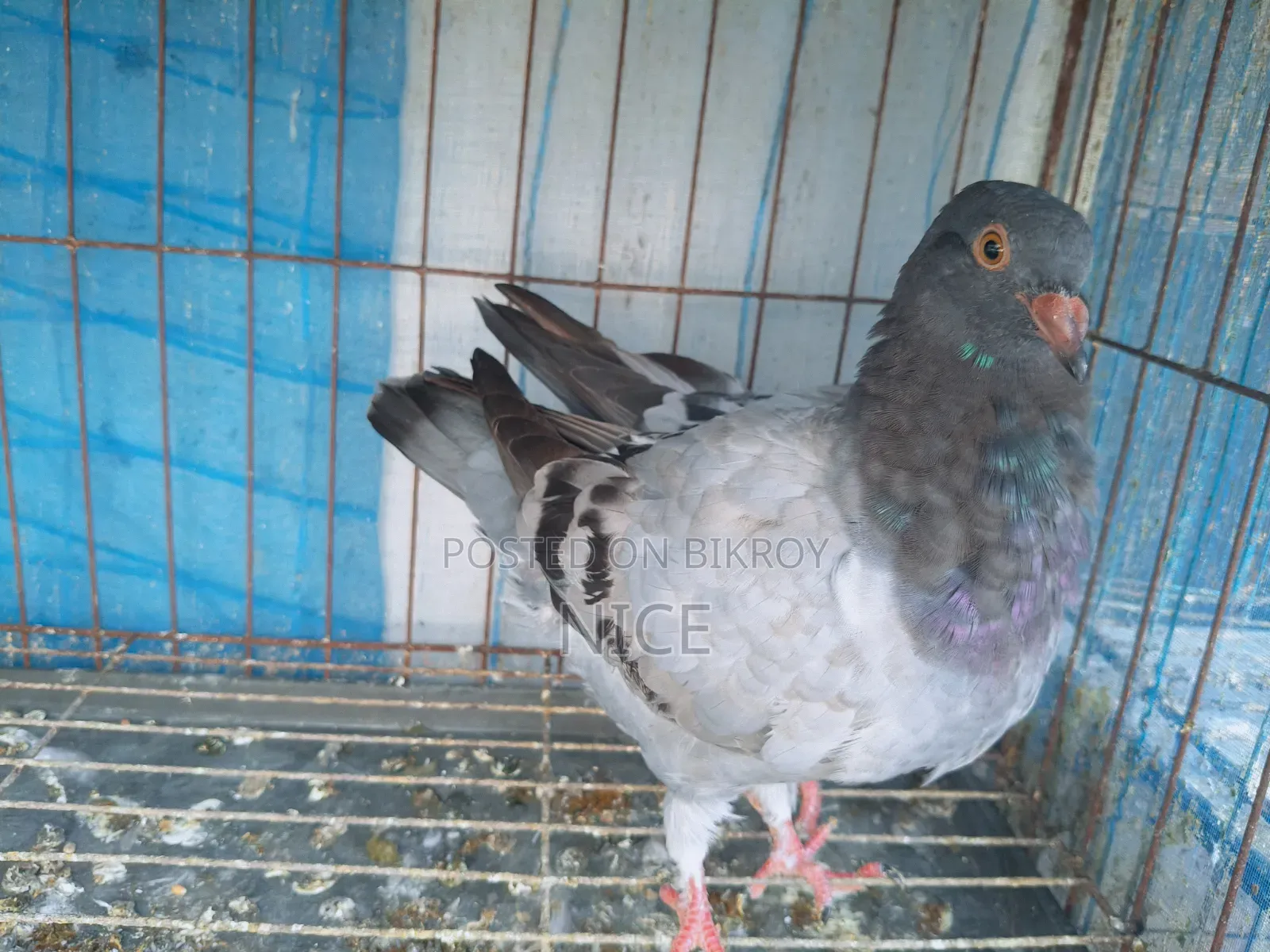 King Pigeon