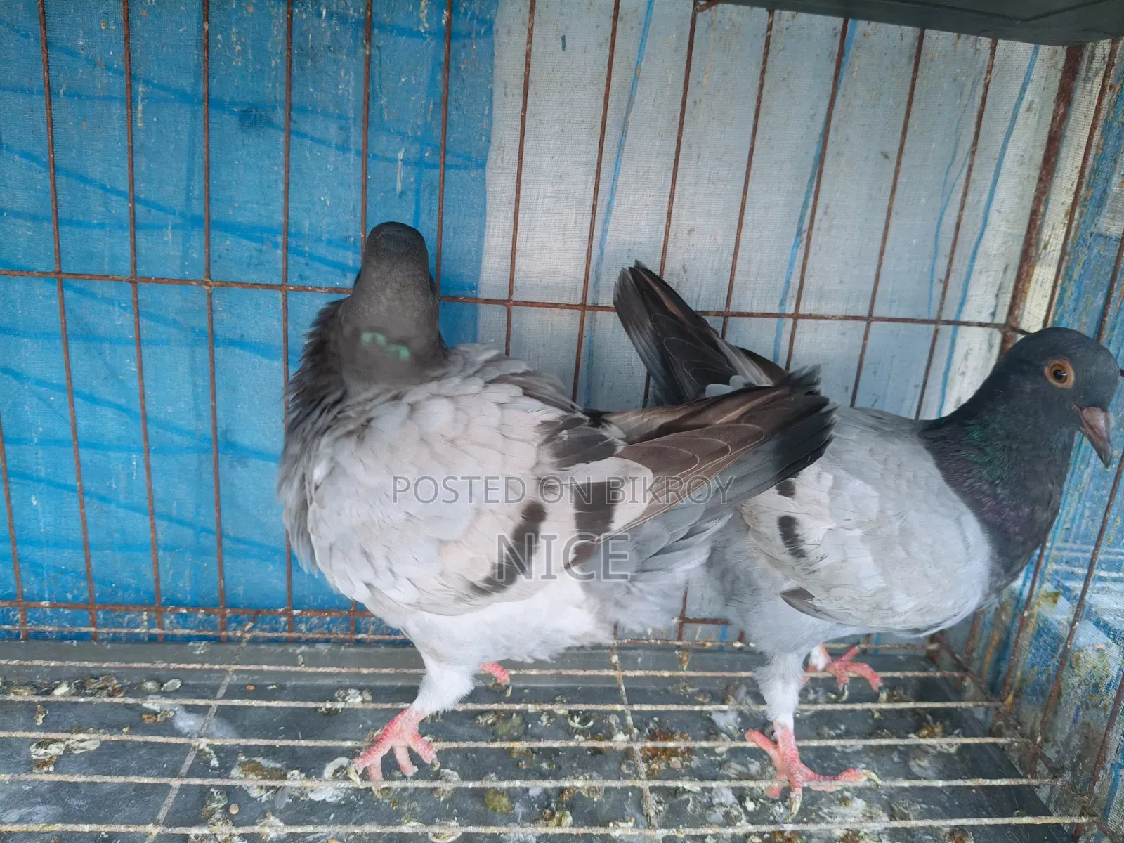 King Pigeon