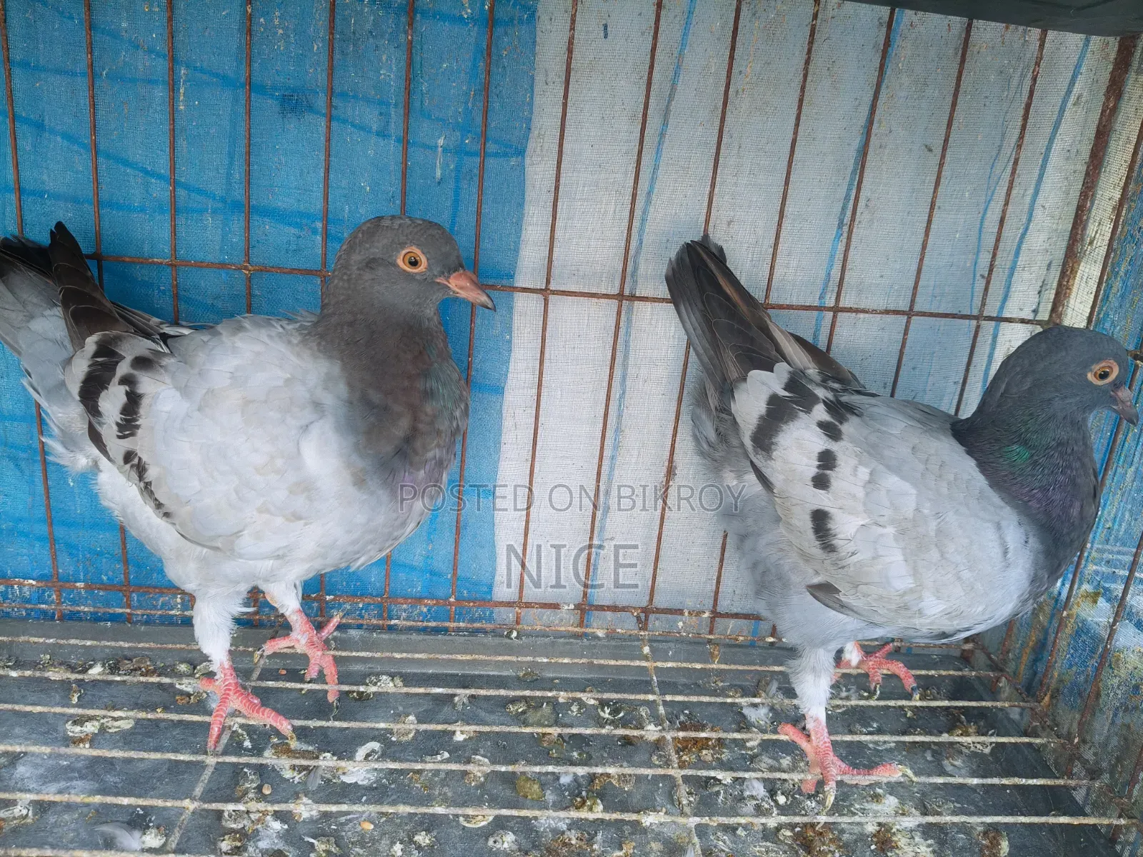 King Pigeon