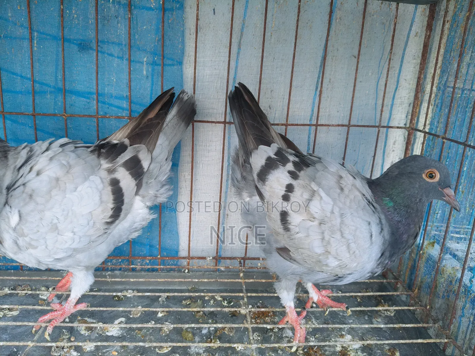 King Pigeon