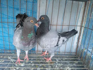 King Pigeon