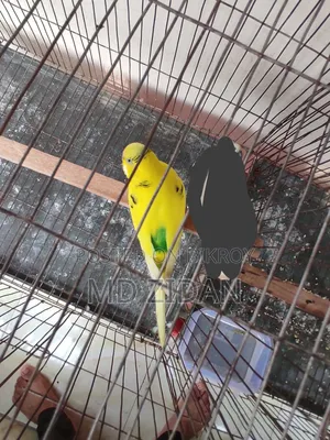 পাইট মেল বাজিগার পাখি