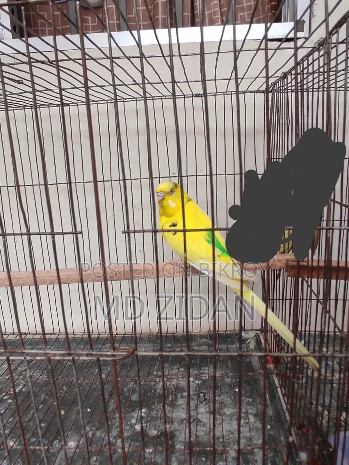 পাইট মেল বাজিগার পাখি