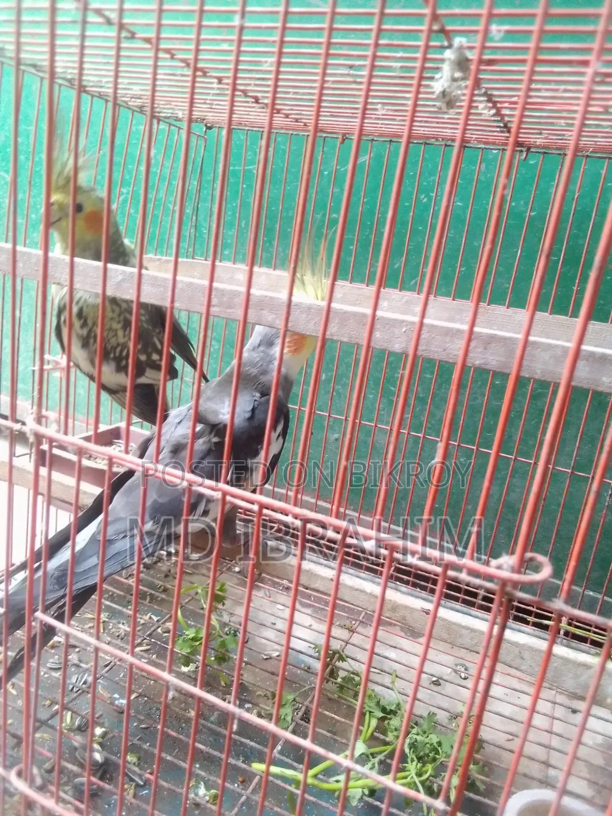 Ak Jora Kokatel Bikri Hobe Dim Baccha Kora