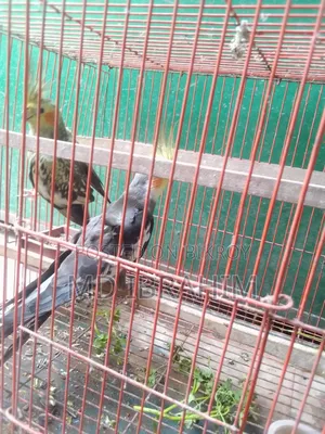 Ak Jora Kokatel Bikri Hobe Dim Baccha Kora