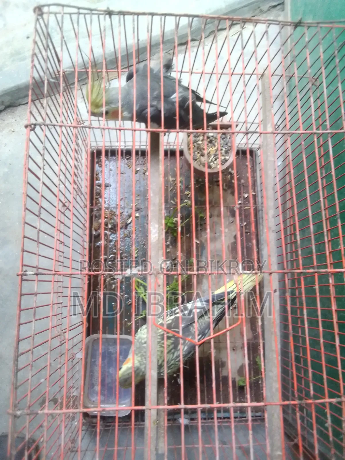 Ak Jora Kokatel Bikri Hobe Dim Baccha Kora