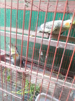 Ak Jora Kokatel Bikri Hobe Dim Baccha Kora