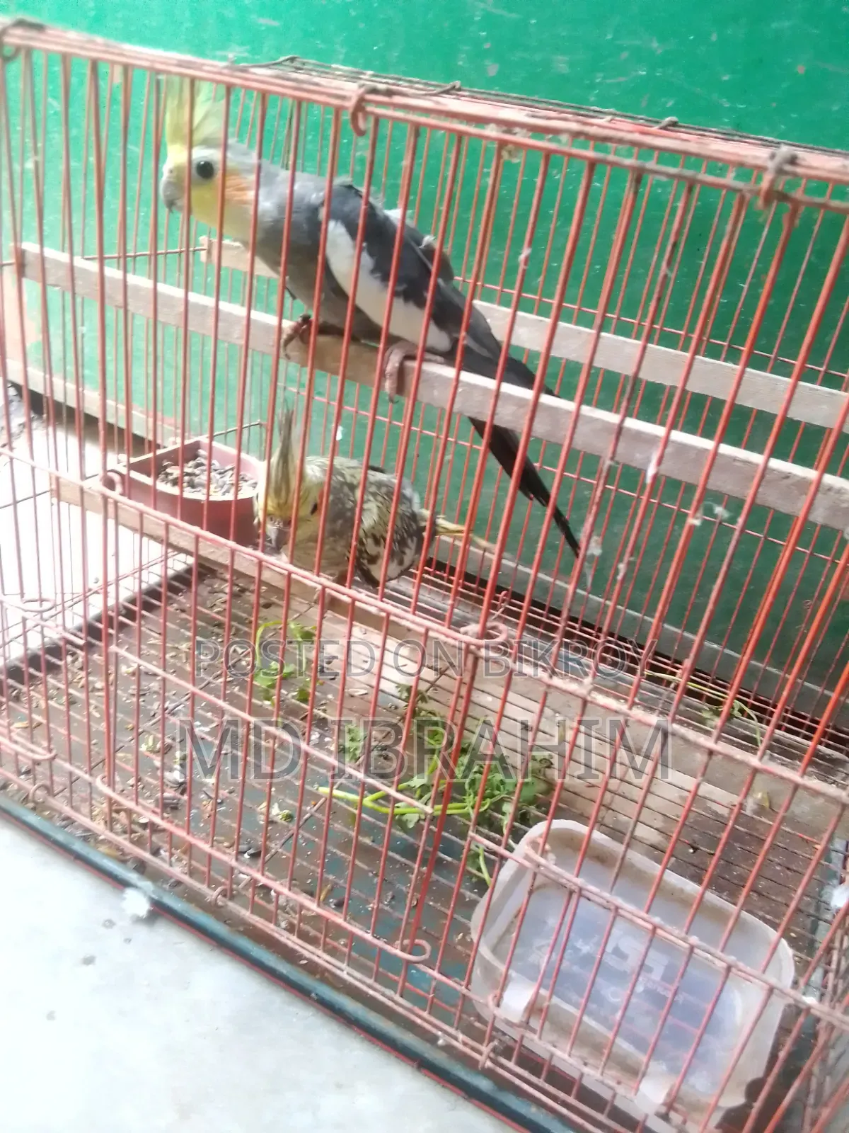 Ak Jora Kokatel Bikri Hobe Dim Baccha Kora