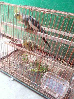 Ak Jora Kokatel Bikri Hobe Dim Baccha Kora