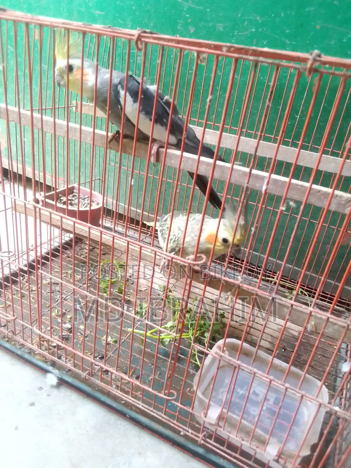 Ak Jora Kokatel Bikri Hobe Dim Baccha Kora