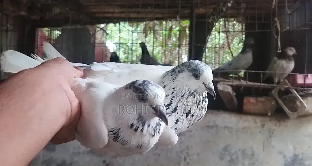 ৩৫ওলা রানিং পেয়ার