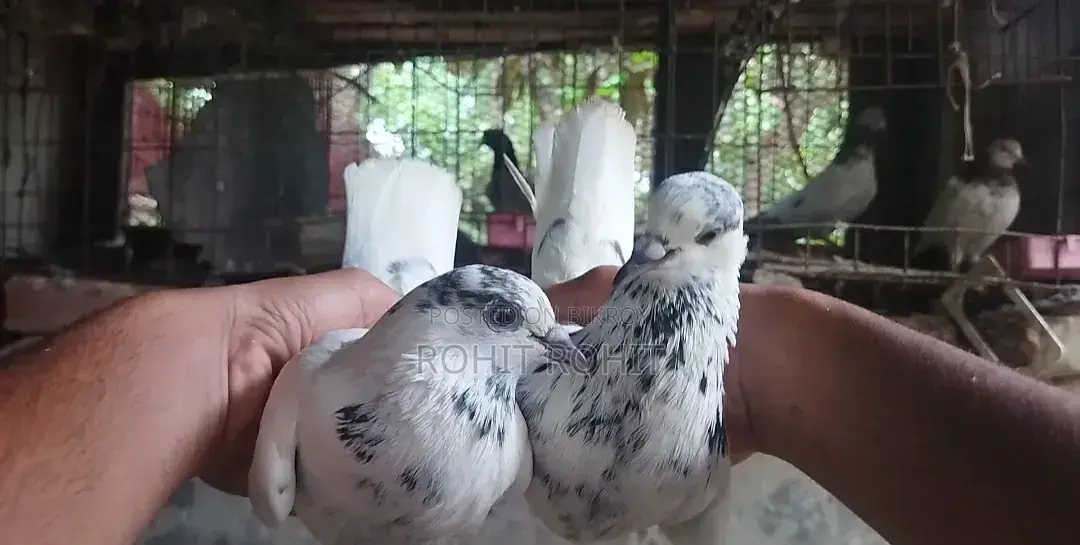 ৩৫ওলা রানিং পেয়ার