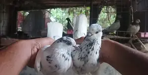 ৩৫ওলা রানিং পেয়ার