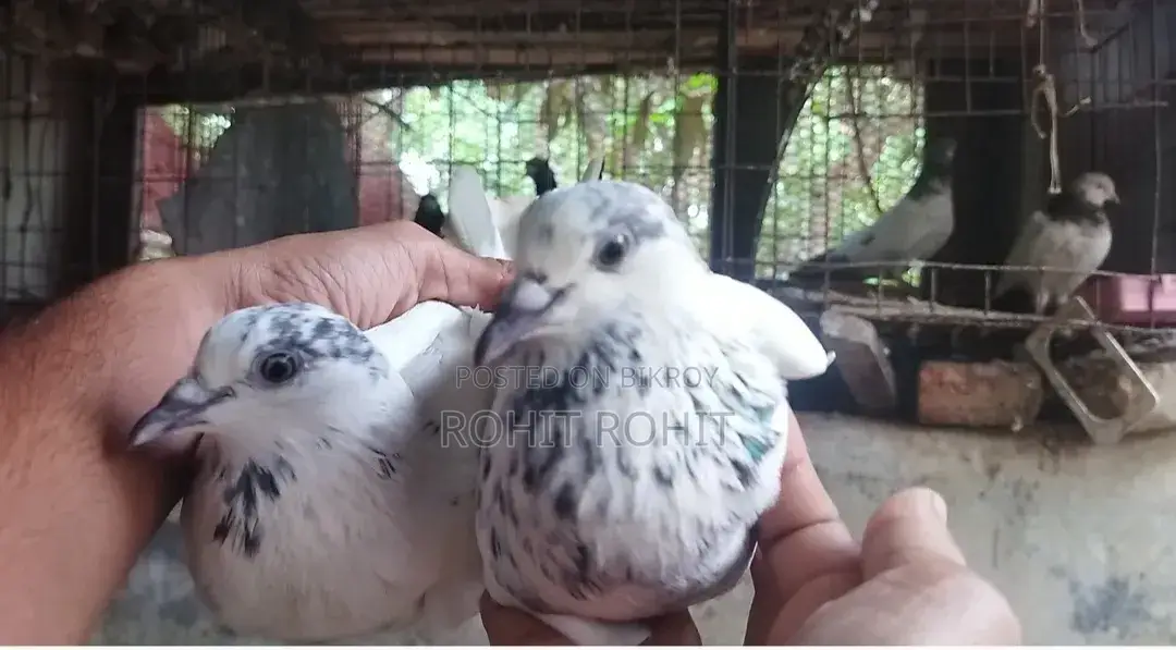 ৩৫ওলা রানিং পেয়ার