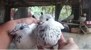 ৩৫ওলা রানিং পেয়ার