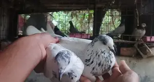 ৩৫ওলা রানিং পেয়ার