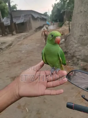 Ringneck Tia