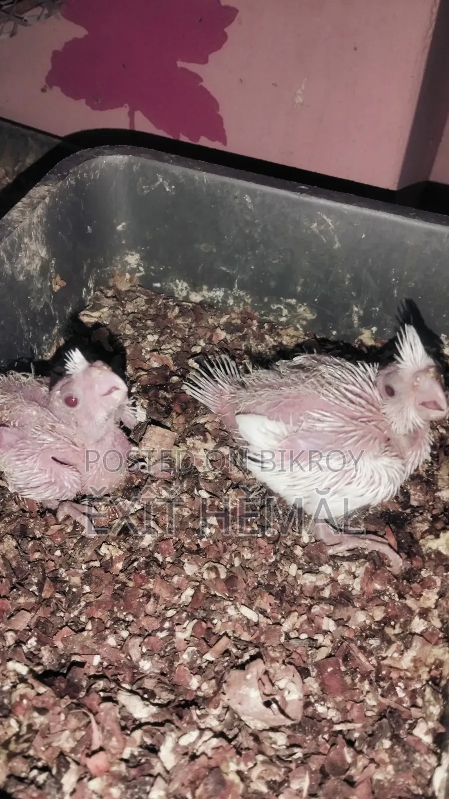 Tame Cockatiel Baby