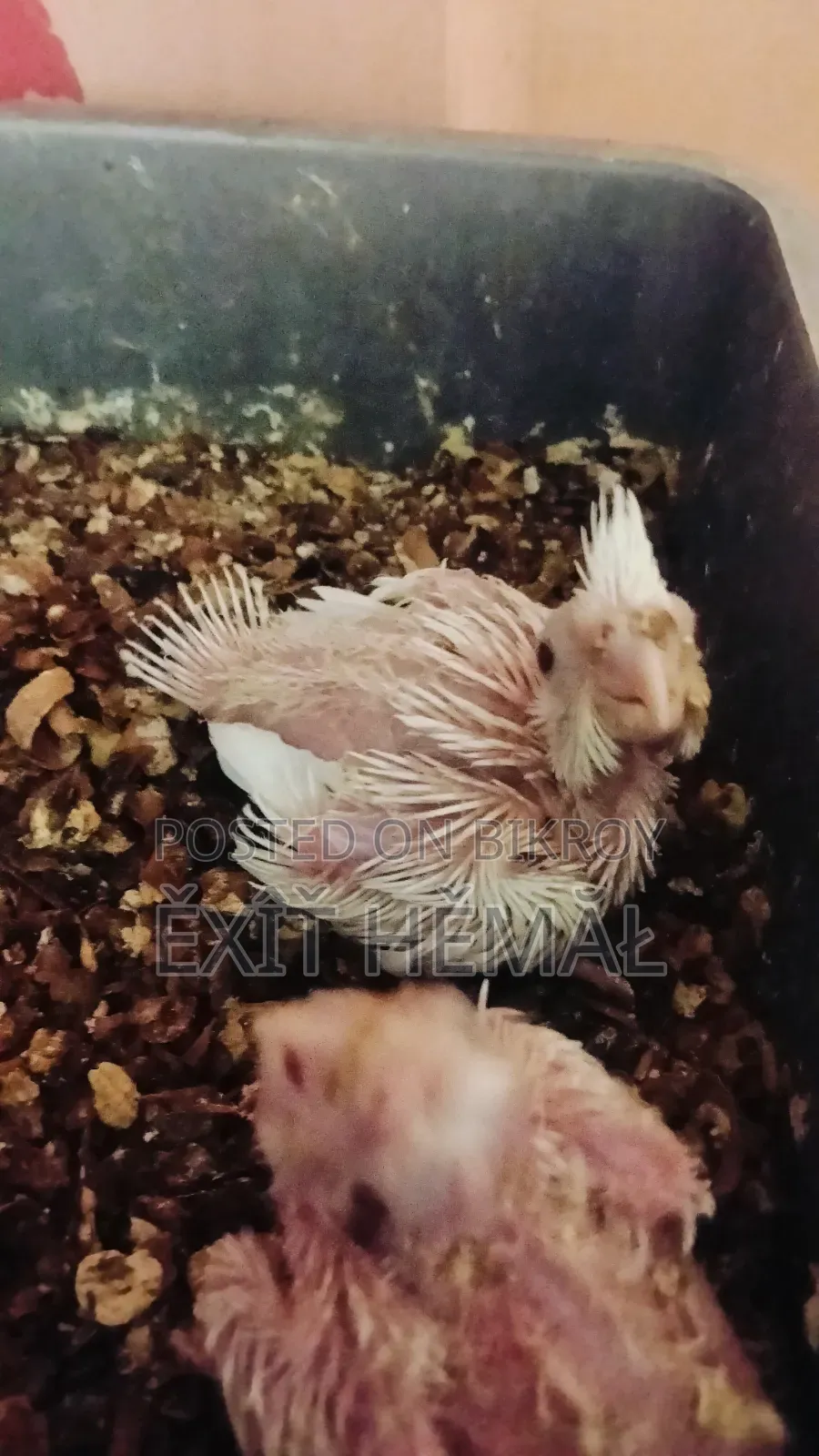 Tame Cockatiel Baby