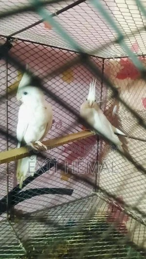Tame Cockatiel Baby