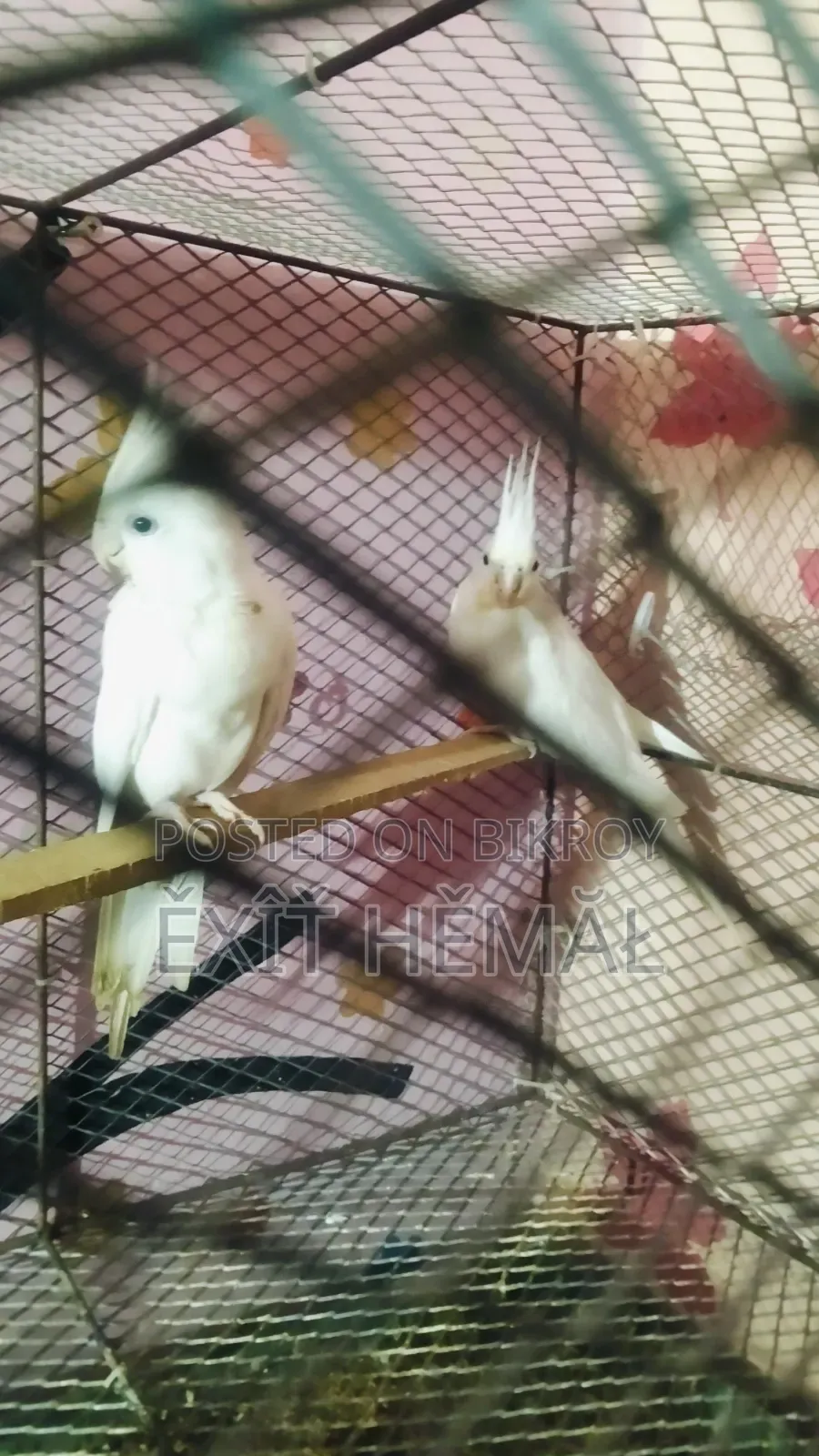 Tame Cockatiel Baby