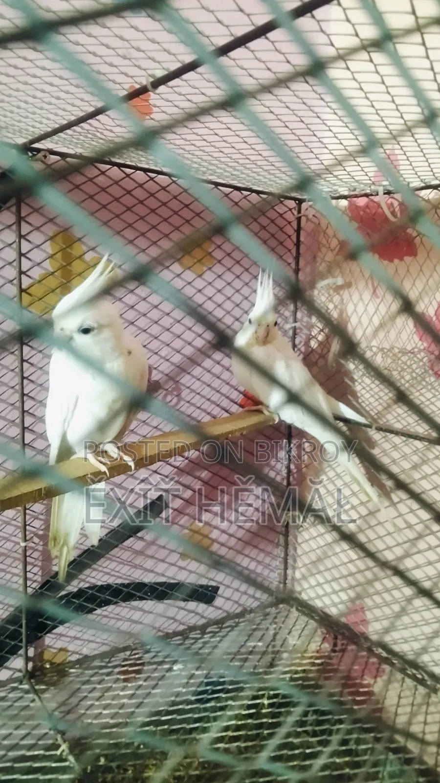 Tame Cockatiel Baby