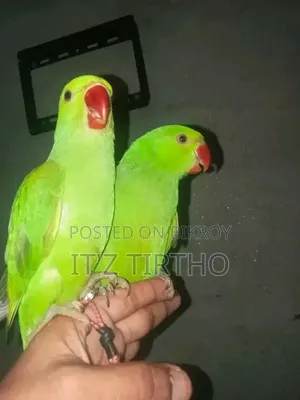 Ringneck Parrot