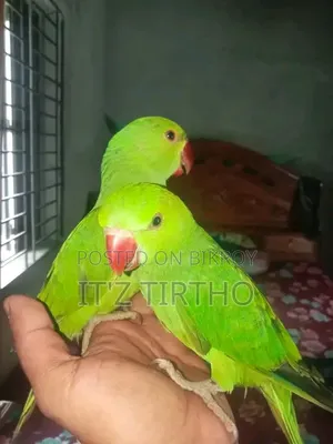 Ringneck Tia