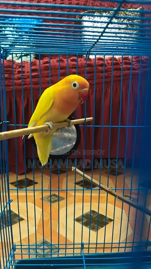 Love Bird Parrot