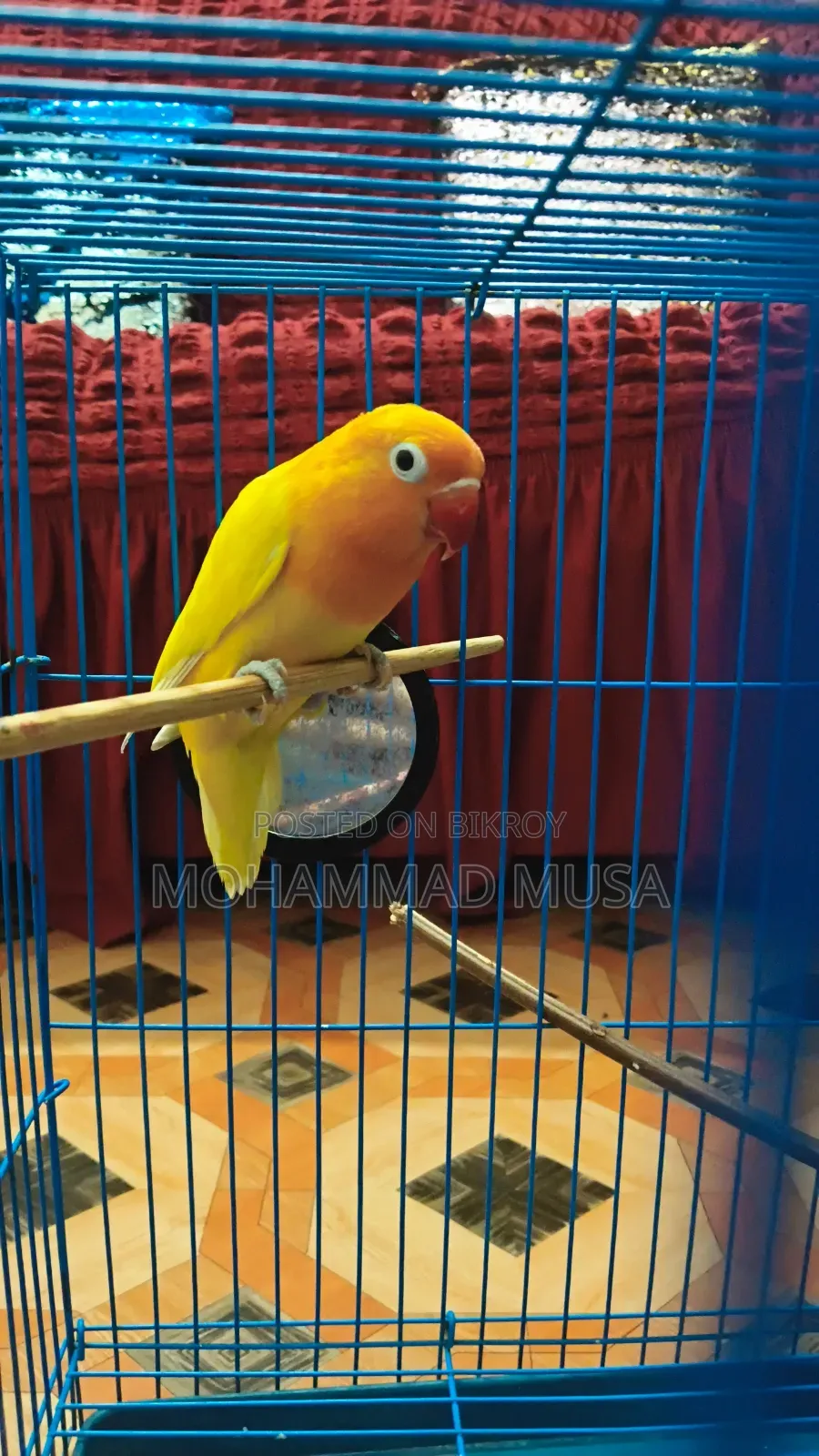 Love Bird Parrot
