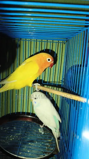 Love Bird Parrot