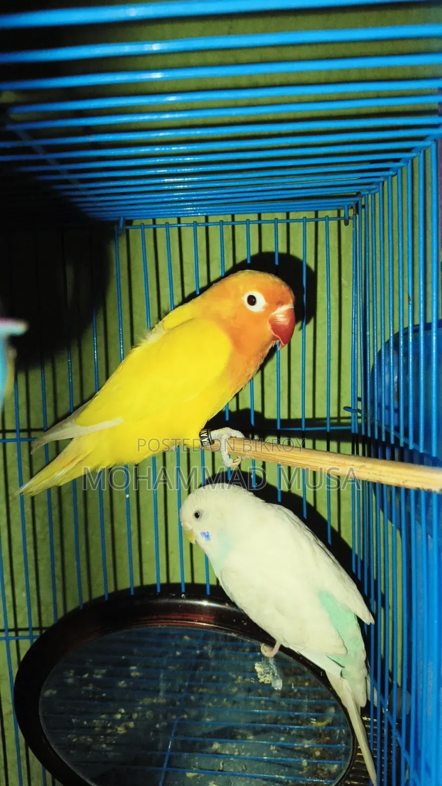 Love Bird Parrot