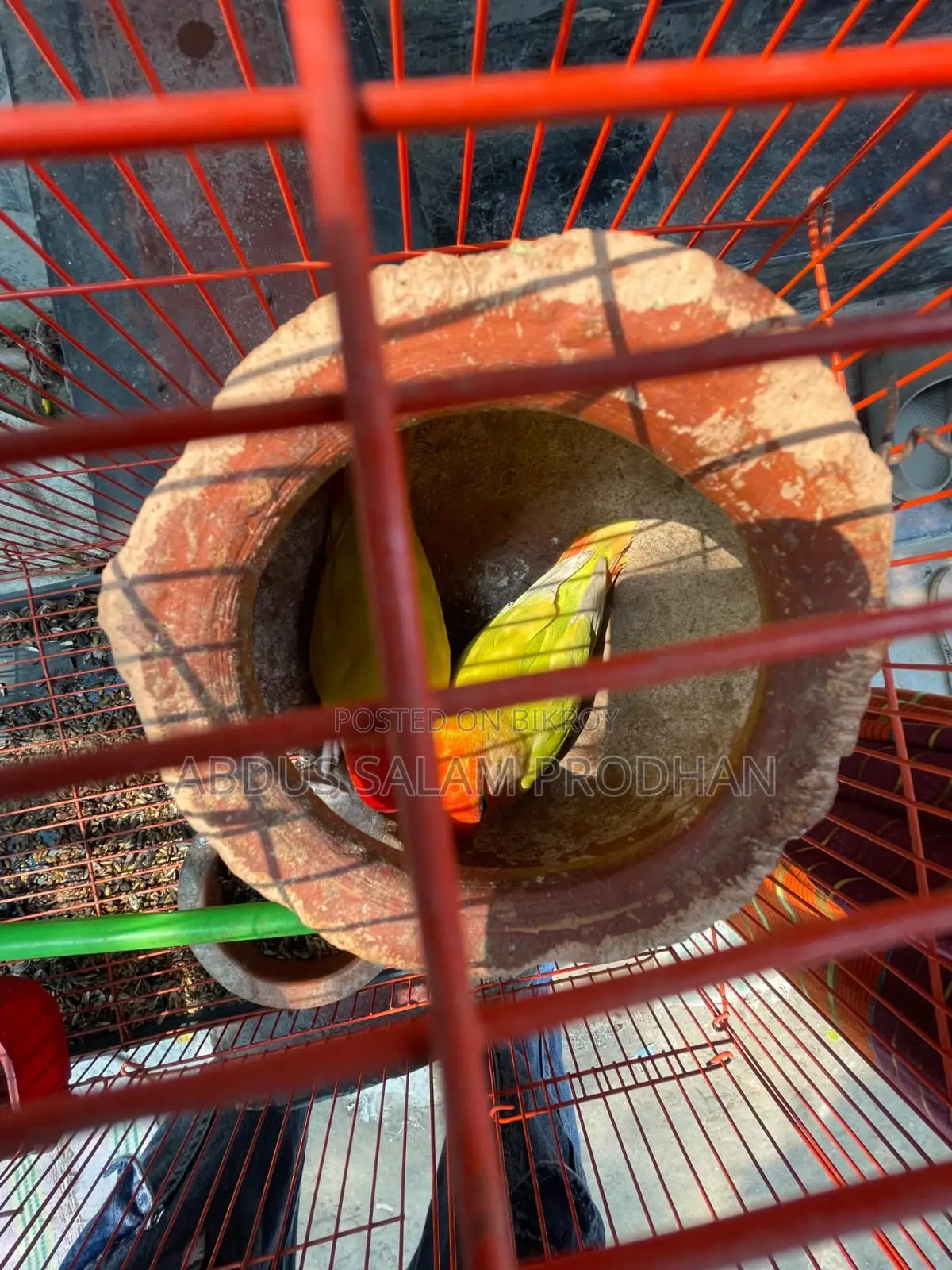 এক জোড়া লাভ র্বাড
